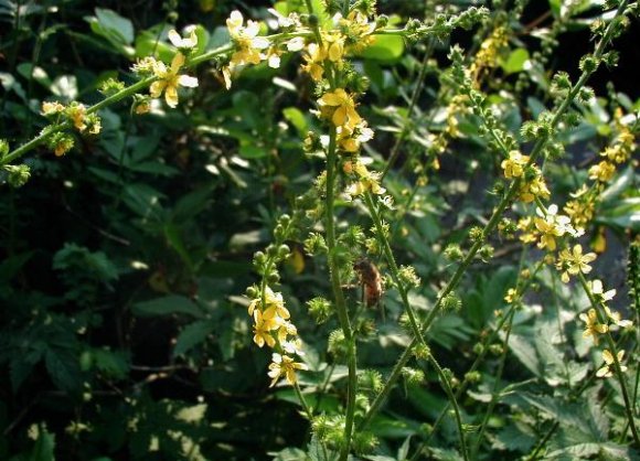 obrzek ke lnku epk lkask (Agrimonia eupatoria)