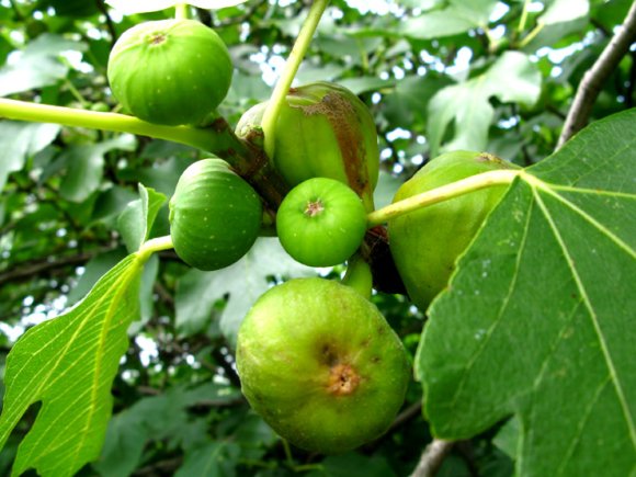 obrzek ke lnku Fkovnk (Ficus carica L.) - fky