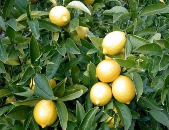 obrzek ke lnku Citron - Citronk limonov (Citrus limon)