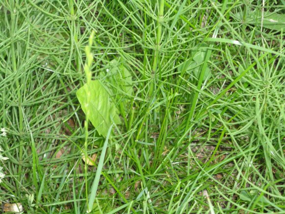 obrzek ke lnku Peslika roln (Equisetum arvense L.) 