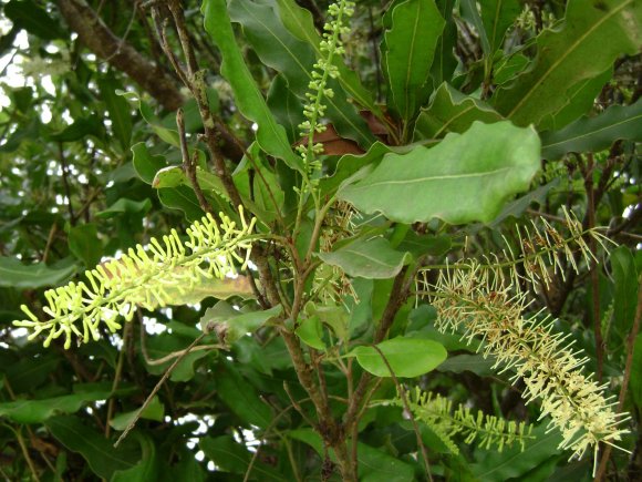 obrzek ke lnku Makadamia  (Macademia integrifolia ) - makadamsk oechy 