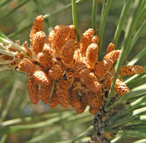 obrzek ke lnku Pinus pinea - piniov oky