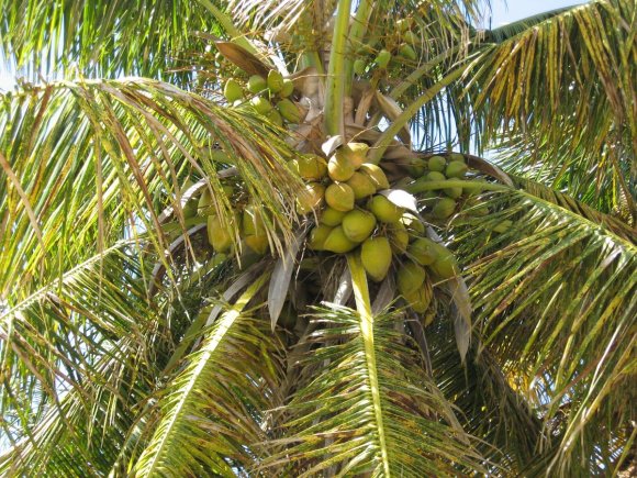 obrzek ke lnku Kokosov oech  kokosovnk oechoplod