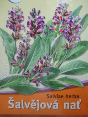 obrzek ke lnku alvj lkask (Salvia officinalist L.)