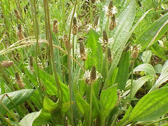 obrázek ke článku Jitrocel kopinatý (Plantago lanceolata) 