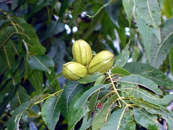 obrázek ke článku Ořechovec pekanový (Carya illinoinensis), pekanový ořech