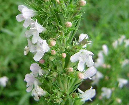 obrázek ke článku Saturejka zahradní (Satureja hortensis L.)