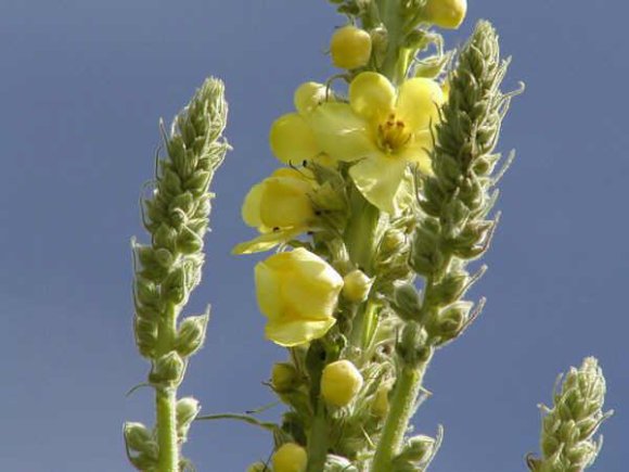 obrázek ke článku Divizna velkokvětá (Verbascum densiflorum) 