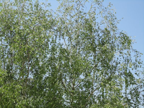 obrázek ke článku Bříza bradavičnatá (Betula verrucosa), bříza bělokorá (Betula pendula)