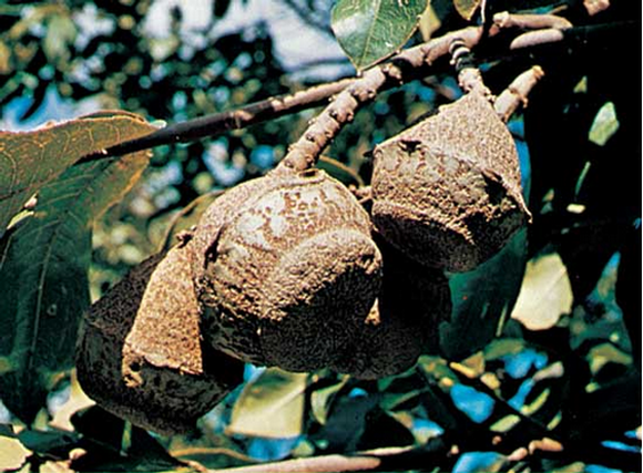 obrázek ke článku Juvie ztepilá - para ořechy