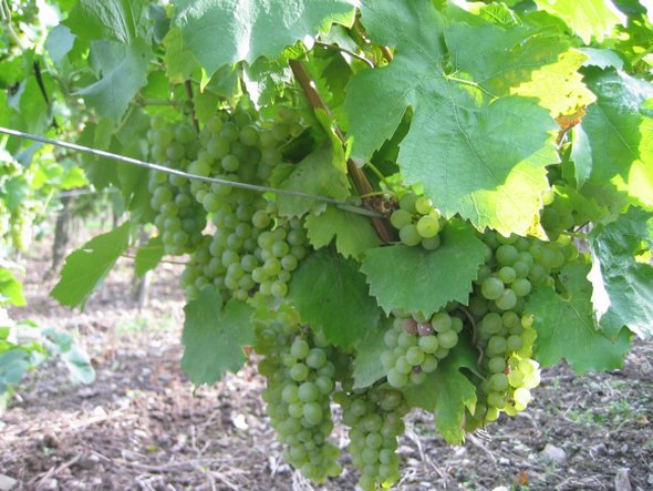 obrázek ke článku Veltlínské zelené - suché, polosuché víno