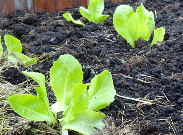obrázek ke článku Jak pěstovat hlávkové a listové saláty